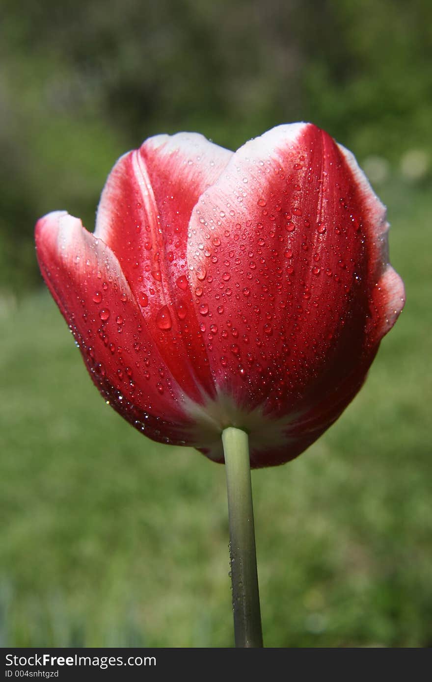 A photo of red tulip with droplets of dew