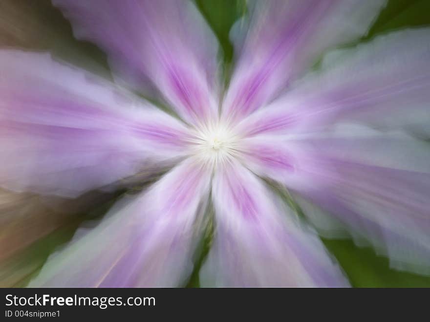 Clematis flower zoomed during double exposure. Clematis flower zoomed during double exposure