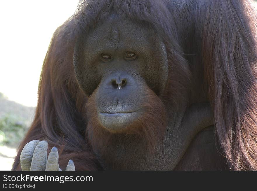 An orangutan with hungry, thinkig, human and great face. It has brown hair and a reflection in its eyes. An orangutan with hungry, thinkig, human and great face. It has brown hair and a reflection in its eyes