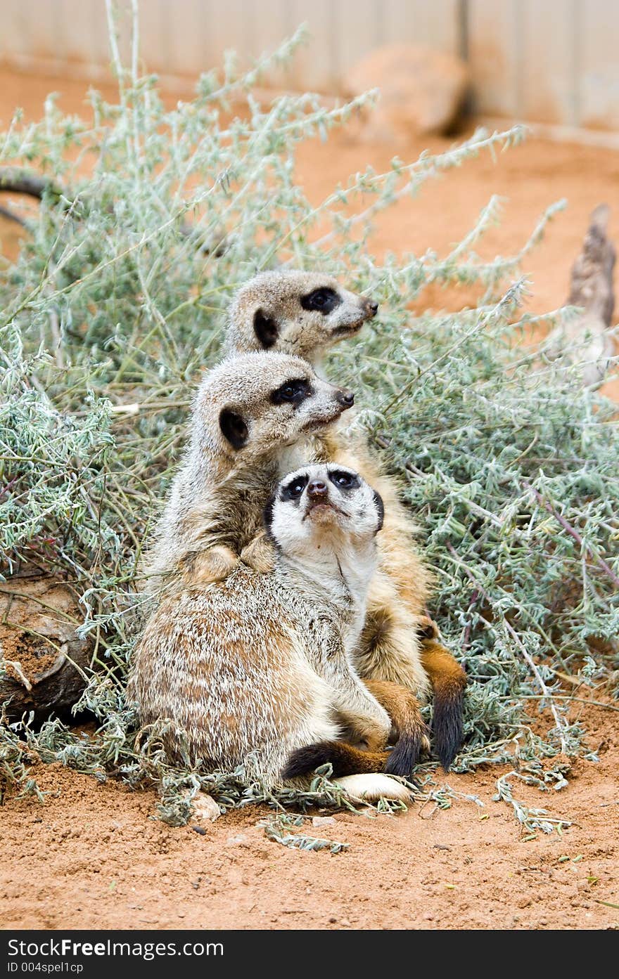 Three meerkats huddle together for warmth,. Three meerkats huddle together for warmth,