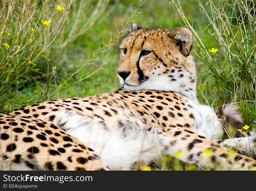 Lying In The Grass