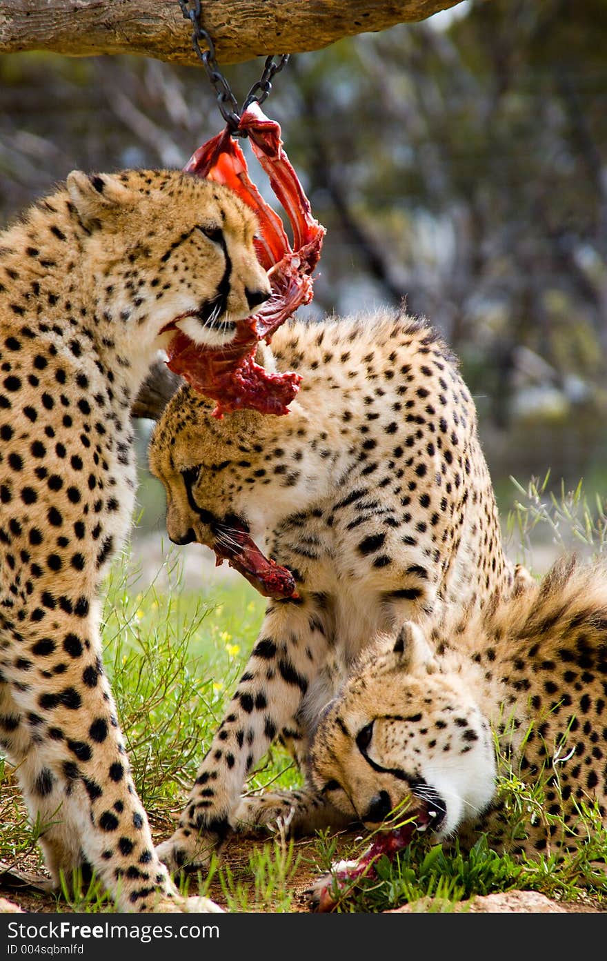 Three cheetahs devour a carcass. Three cheetahs devour a carcass.