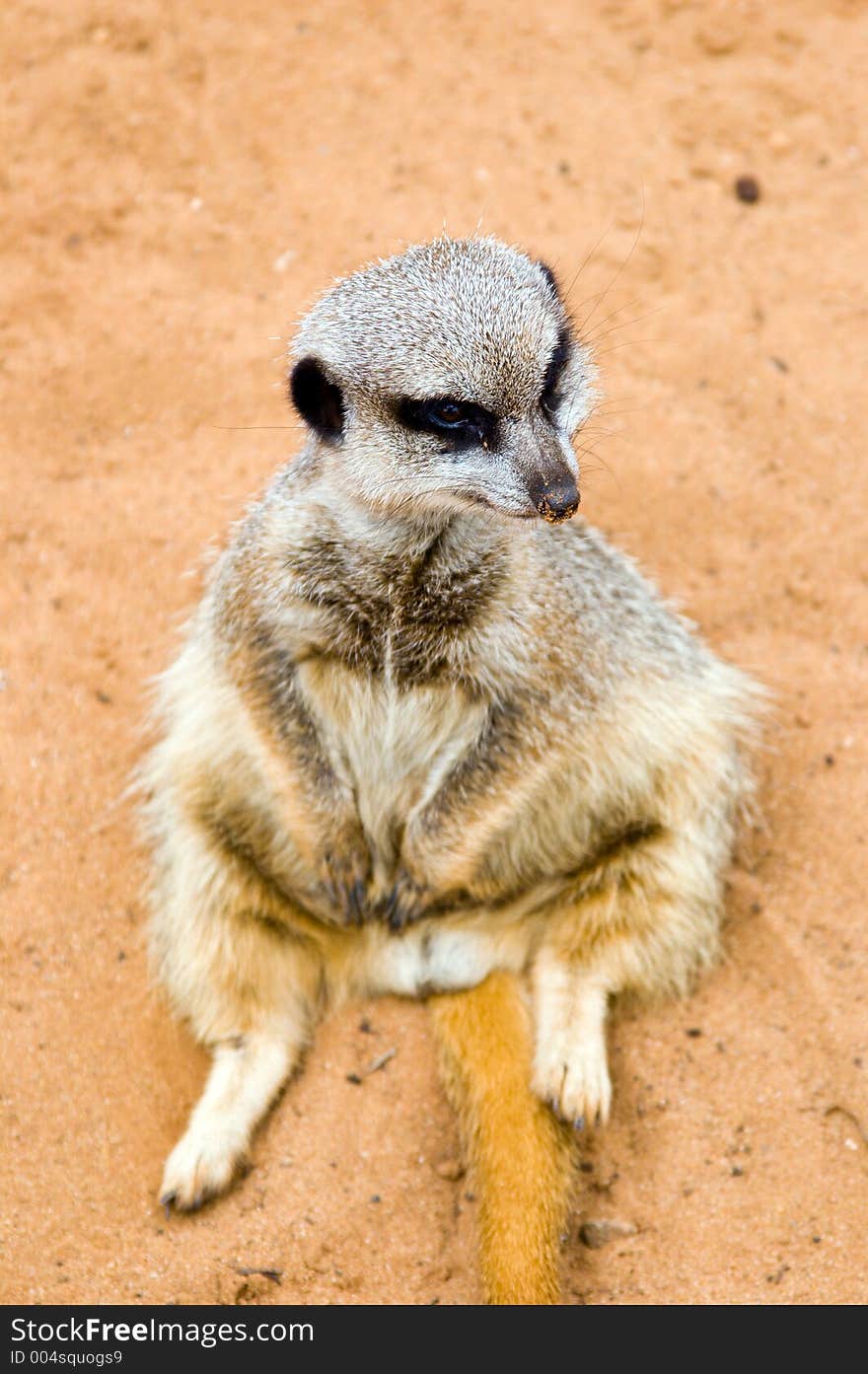 A meerkat sits in the sand. A meerkat sits in the sand.