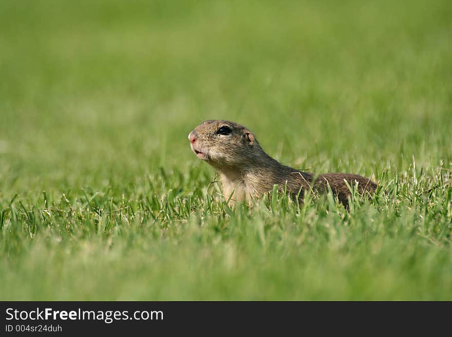 Souslik (Spermophilus citellus) on the field