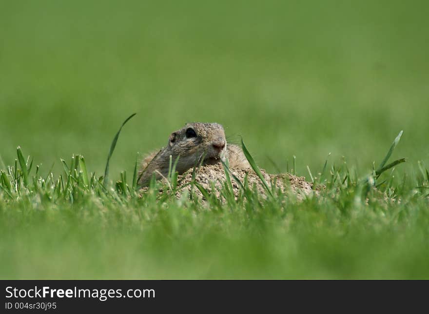 Souslik (Spermophilus citellus) on the hole