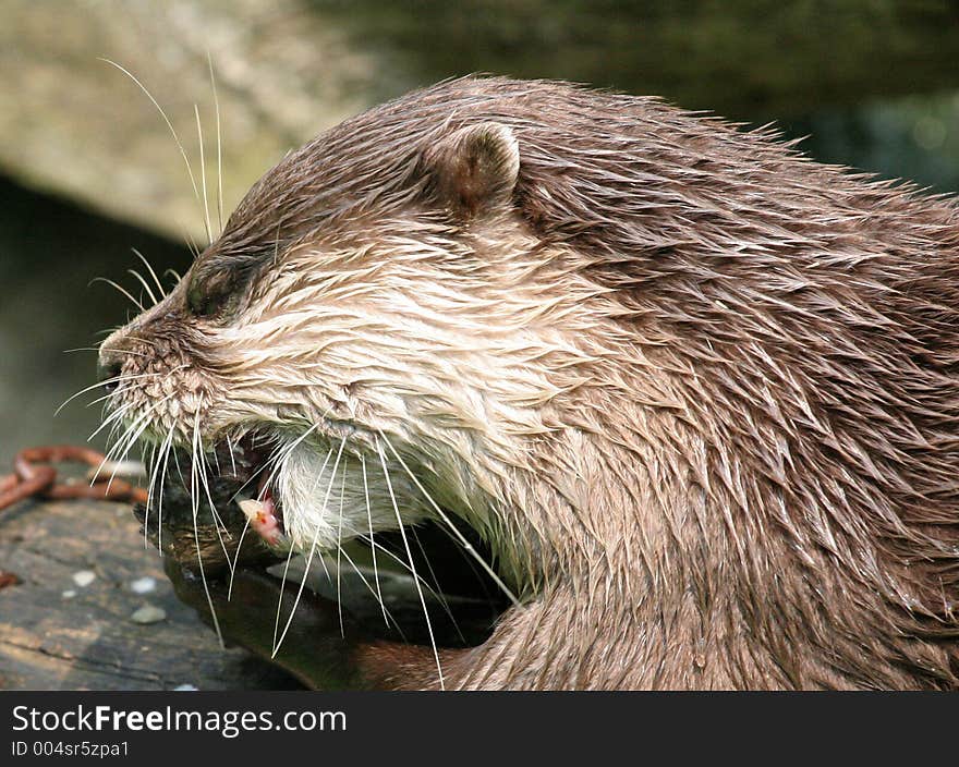 Otter