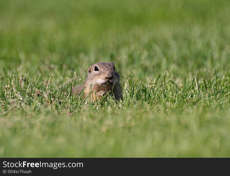 Eating souslik (Spermophilus citellus) on the field