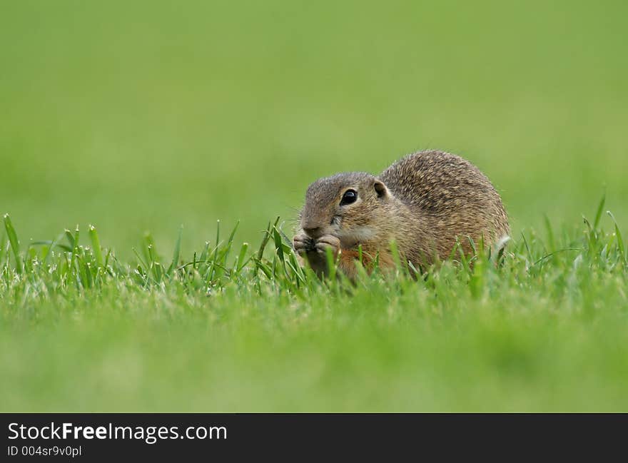 Eating souslik (Spermophilus citellus) on the field