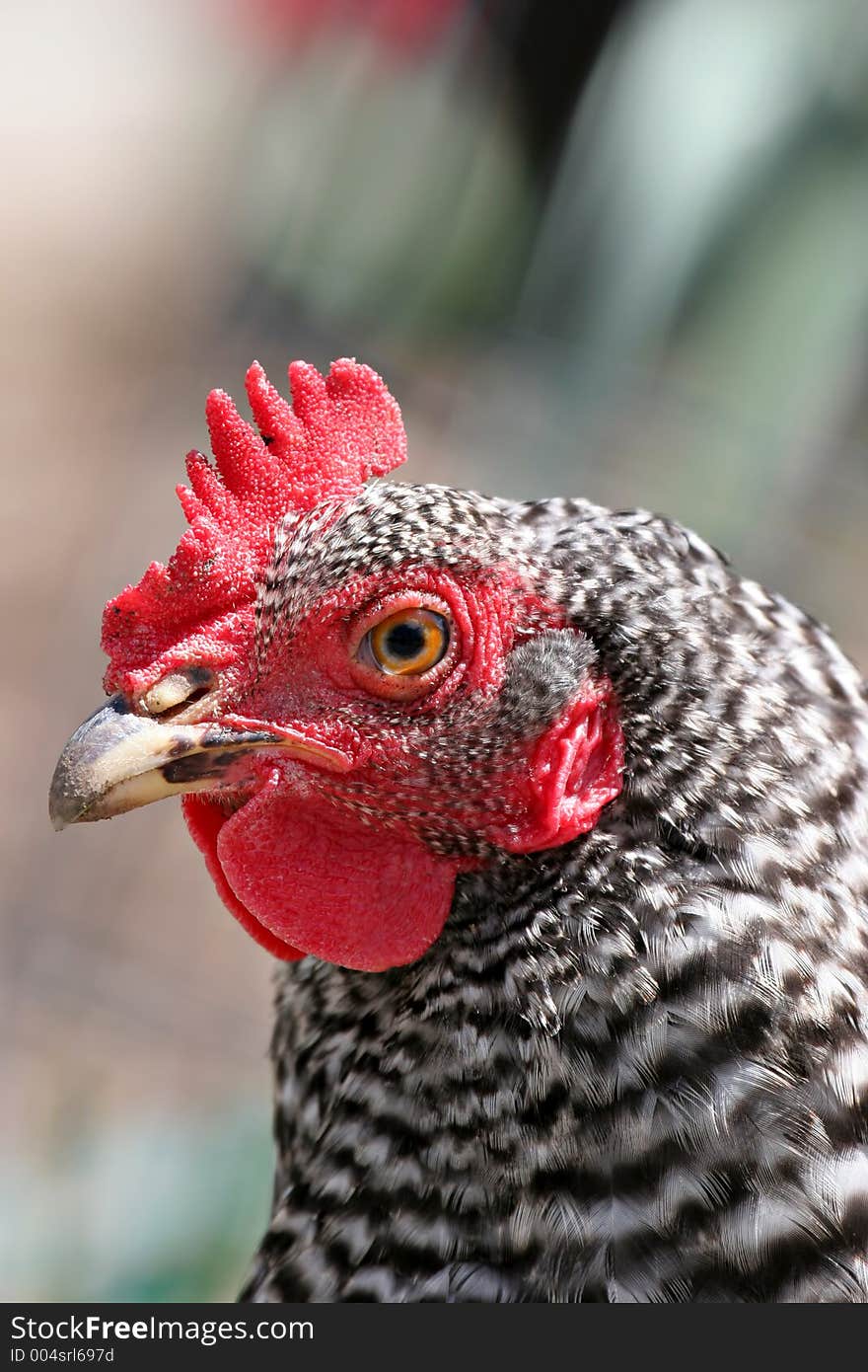 Rooster closeup