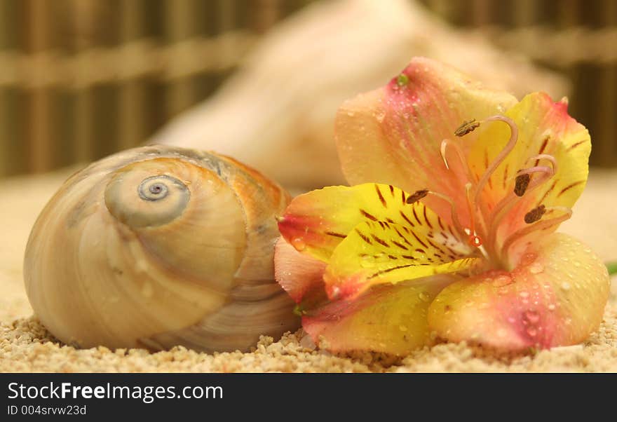 Flower and Shell on Sand. Flower and Shell on Sand