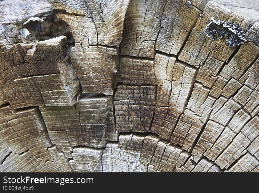 Texture of tree rings, macro