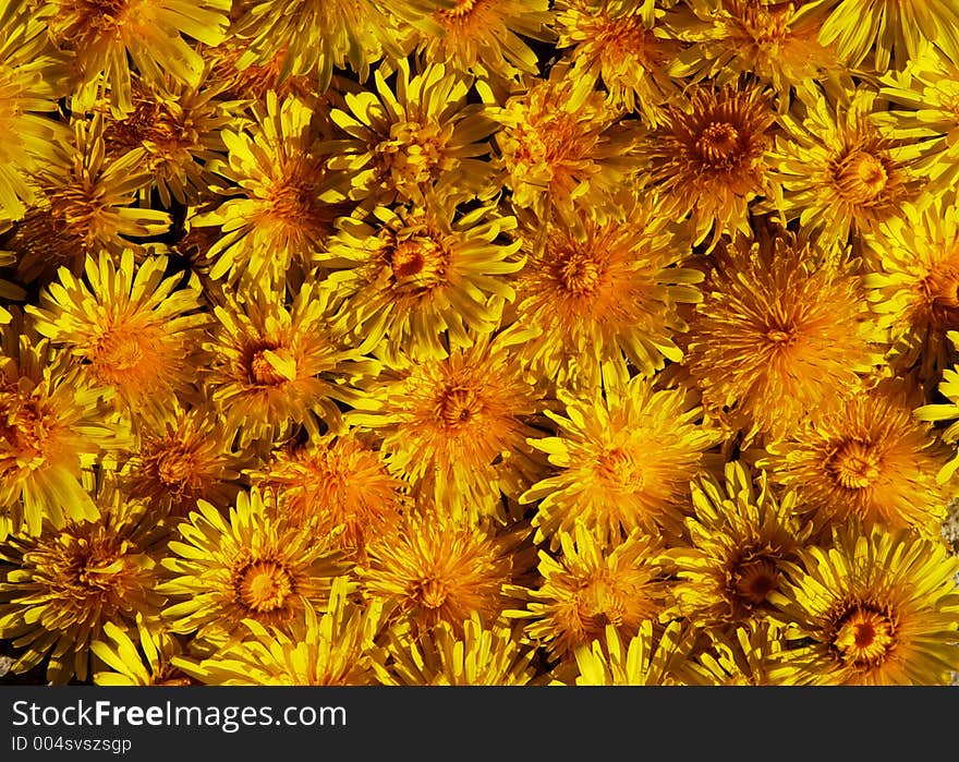 Many yellow flowers. Many yellow flowers