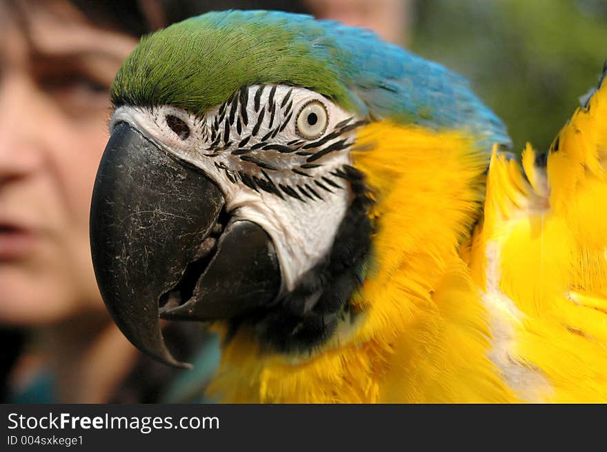 Woman with macaw on her shoulder