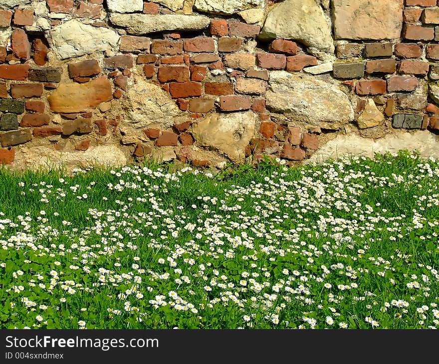 Daisy field with fortress wall in the background