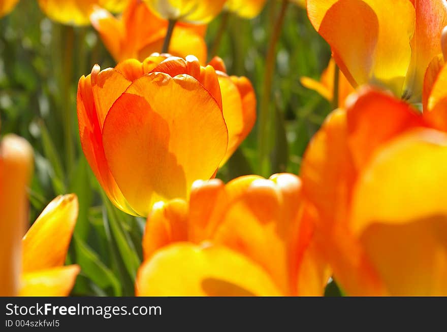 Orange tulip