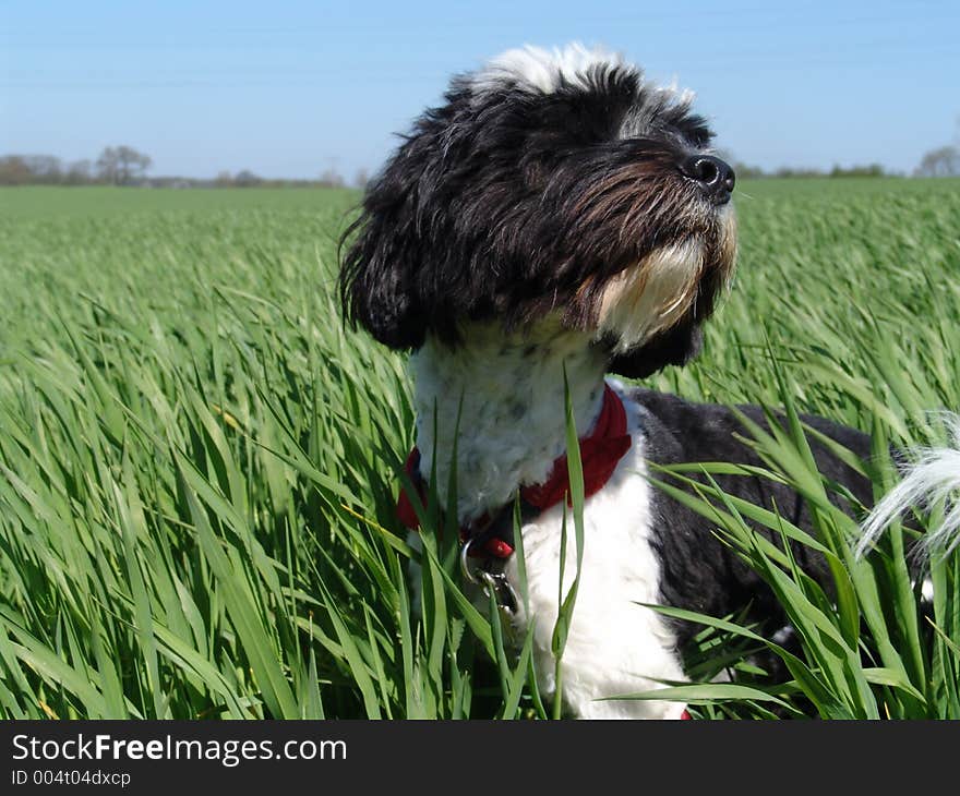 tibetian terrier enjoying the fresh season. tibetian terrier enjoying the fresh season