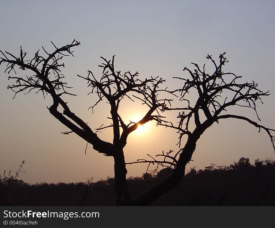 Tree in sunset