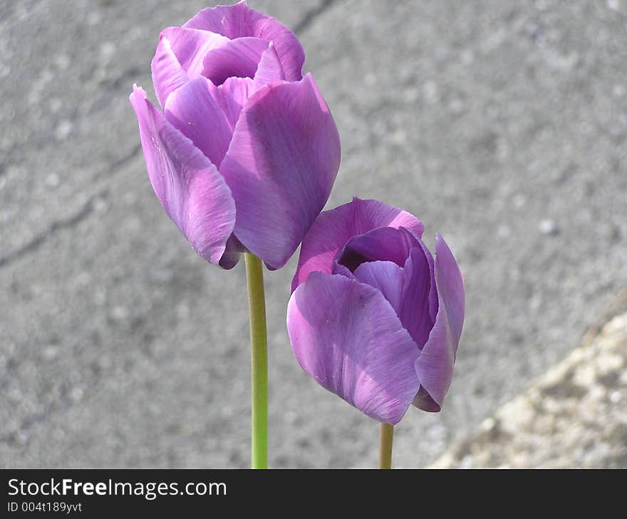 Tulip,garden