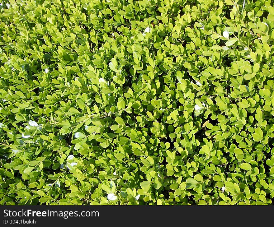 Green fence