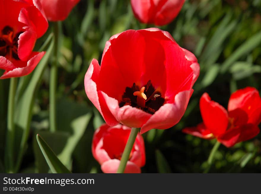 Pink Tulip