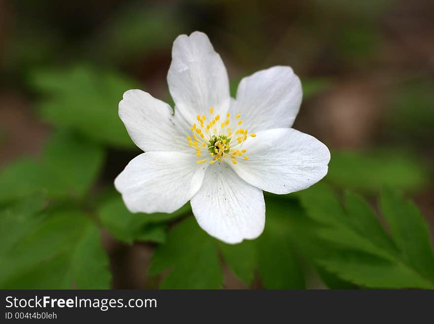 Windflower