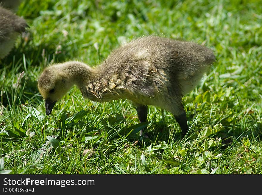 Gosling Feeding