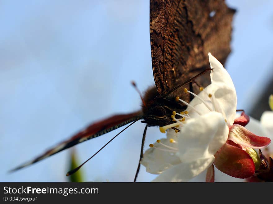 Butterfly on white