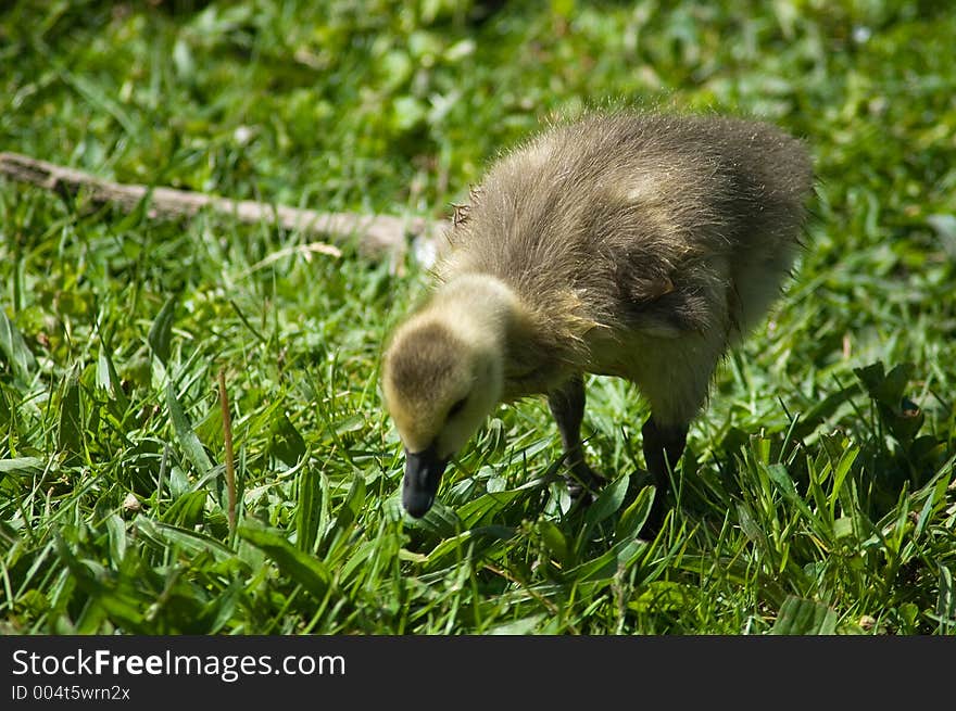 A canadian goose chick grazing in the grass. A canadian goose chick grazing in the grass