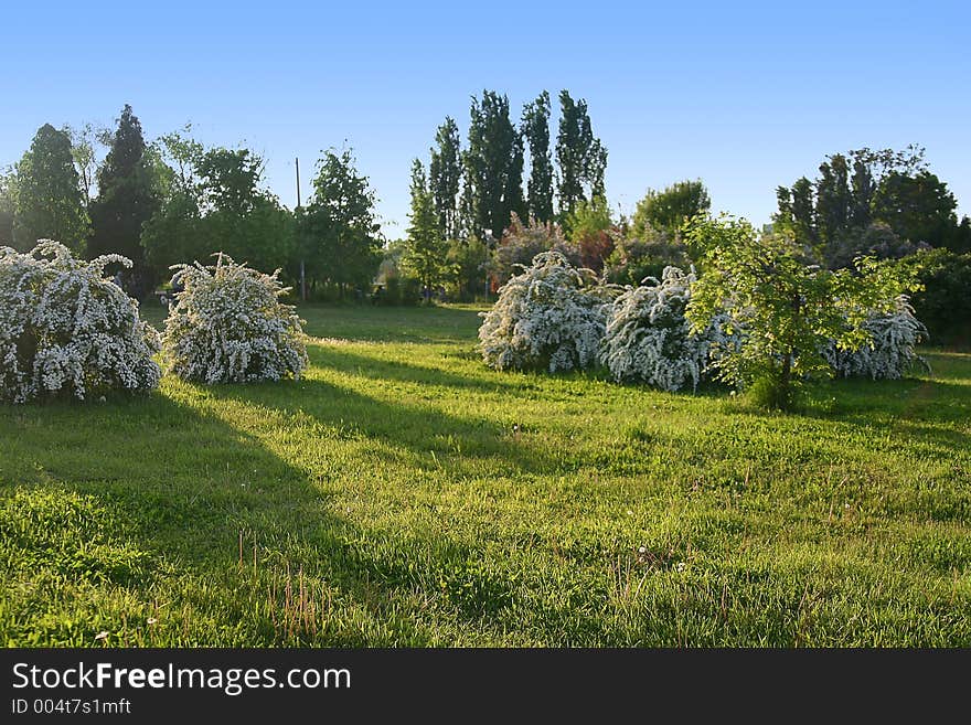 Park landscape