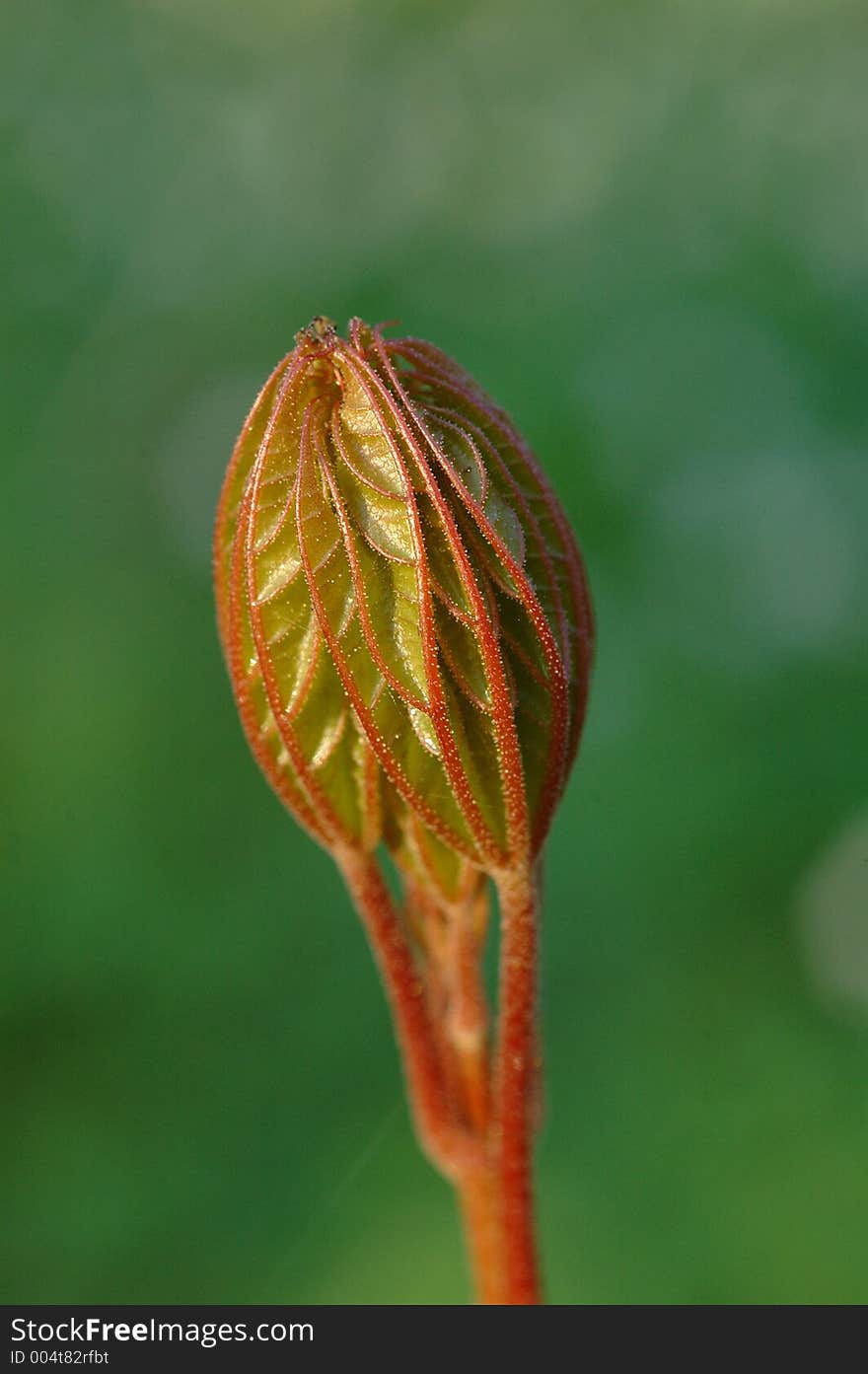 Closeup of leaf bud, springtime sunset red light