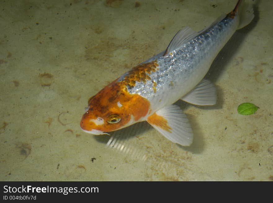 White and orange fish