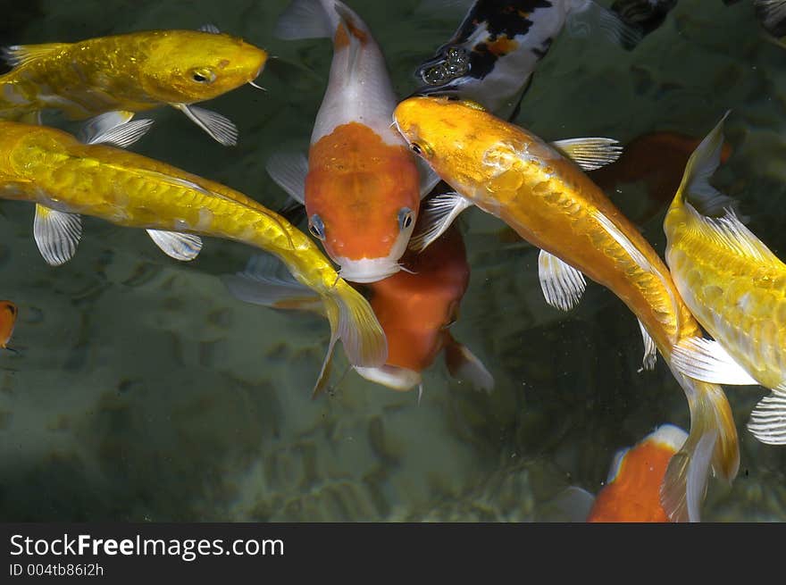 Group of fish of warm colors (yellow, oranges, targets, brown), eating and swimming in a source or suspend. It´a fountain in forest at west Madrid, Spain. Group of fish of warm colors (yellow, oranges, targets, brown), eating and swimming in a source or suspend. It´a fountain in forest at west Madrid, Spain