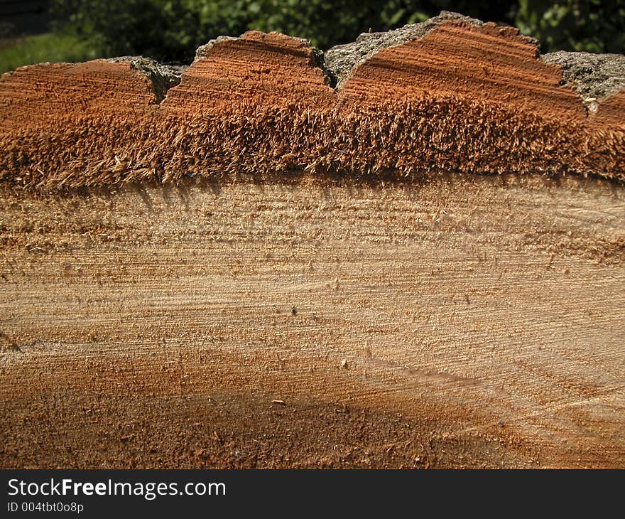 Wood trunk, cut-off. Wood trunk, cut-off