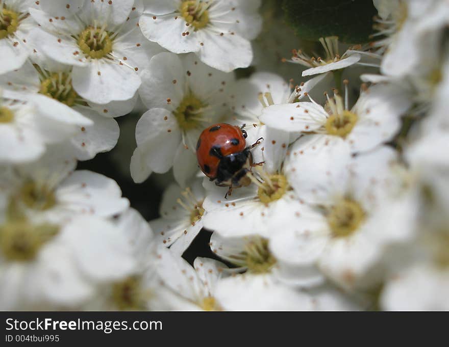 Marry bug. Lady bug. Marry bug. Lady bug.