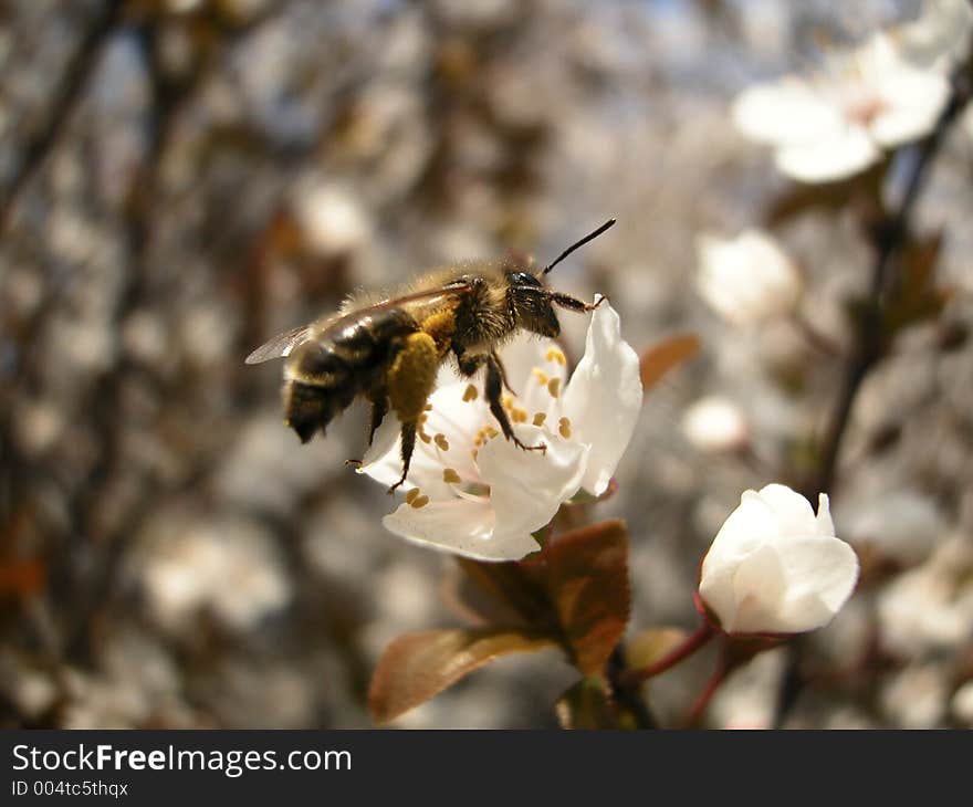 Bee on the cherry flower