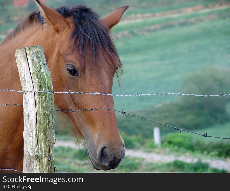 Brown horse