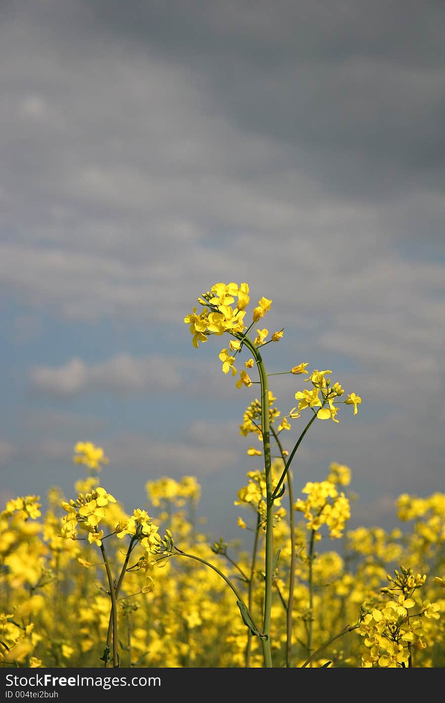 Yellow Flowers And A Lot Of Space For Text