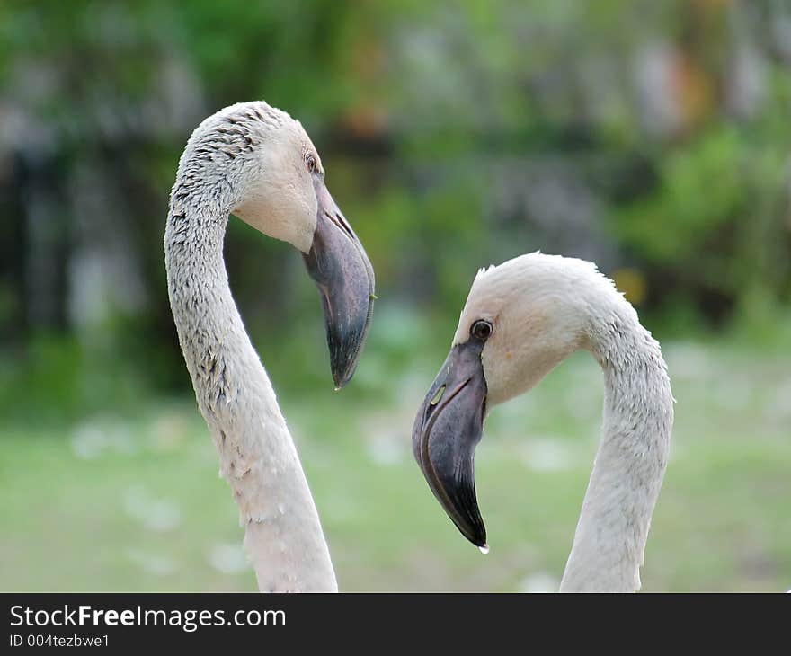 Pair Of Flamingos