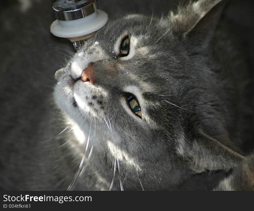 Cat drinking from a faucet. Cat drinking from a faucet