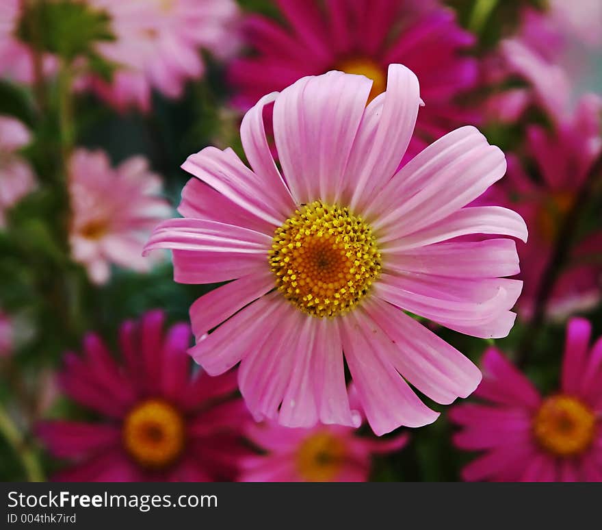 A photo of a pink gerbera