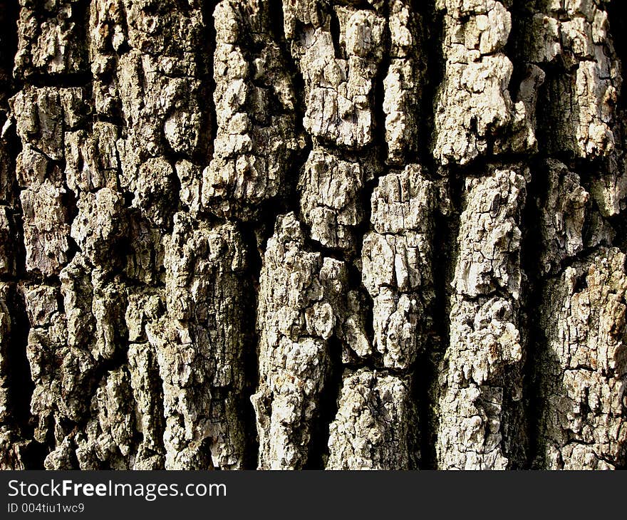 Close-up of Elm Bark