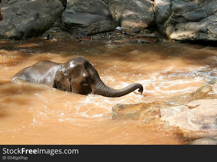 Elephant bathing in a river, Thailand