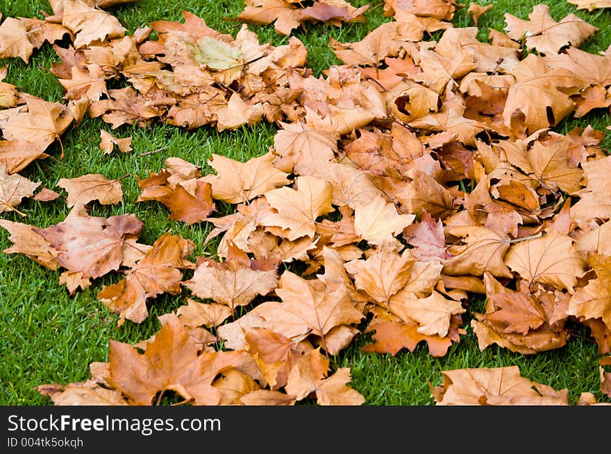 A group of leaves on the ground during autumn. A group of leaves on the ground during autumn.