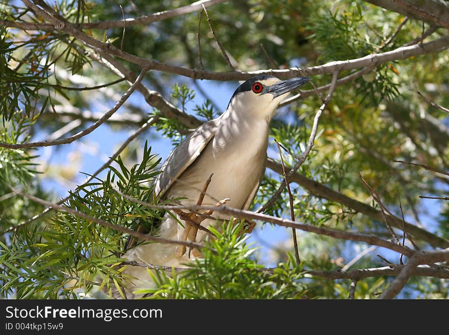 Bird perched in tree. Bird perched in tree