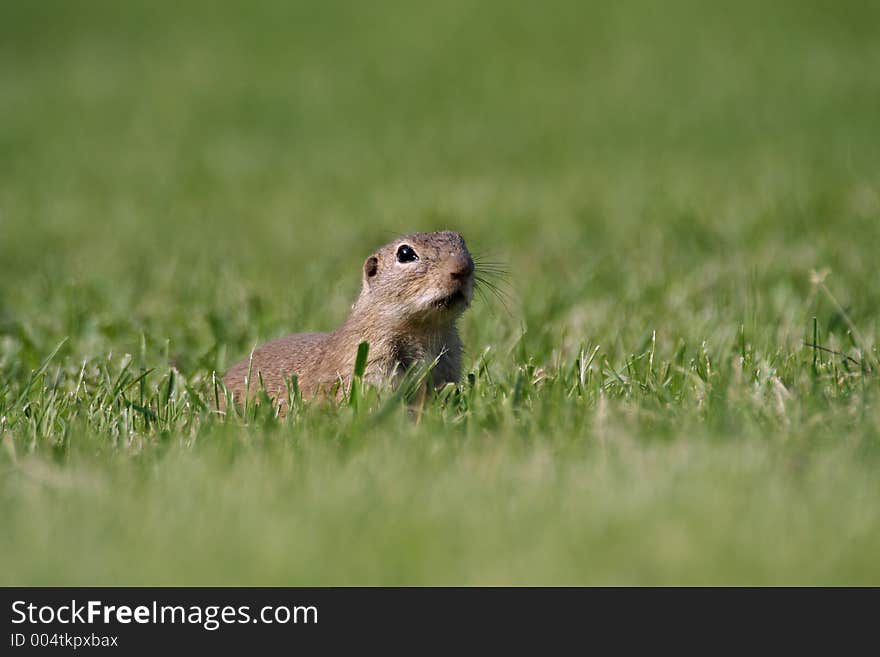 Souslik (Spermophilus citellus) on the field