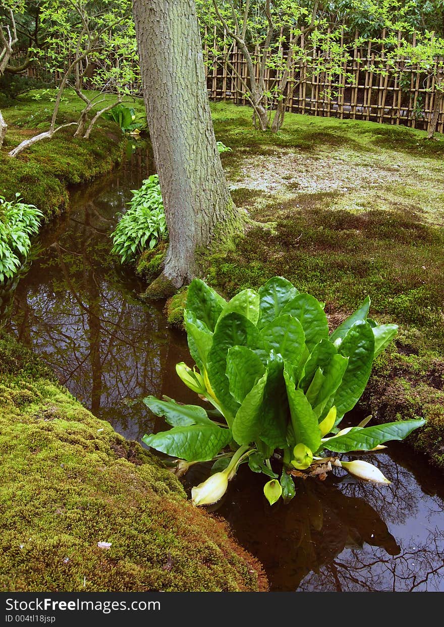 Water Flower