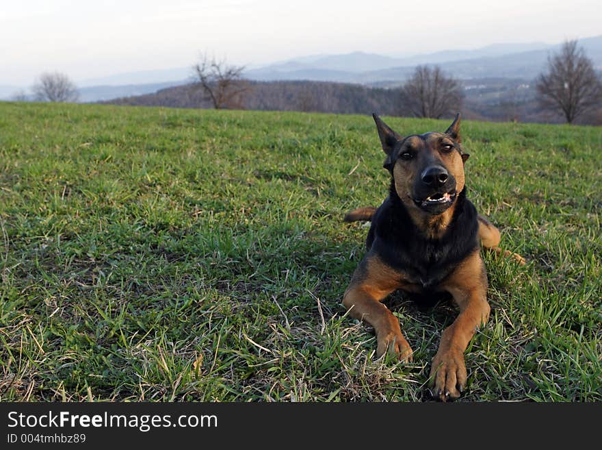 German shepherd looking at the camera