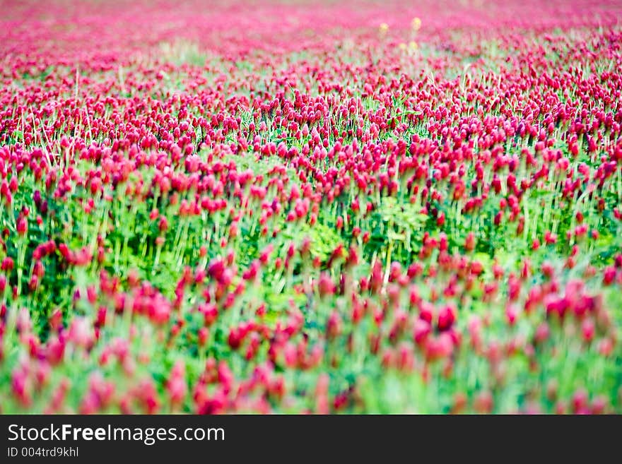 Gomphrena globosa. Gomphrena globosa