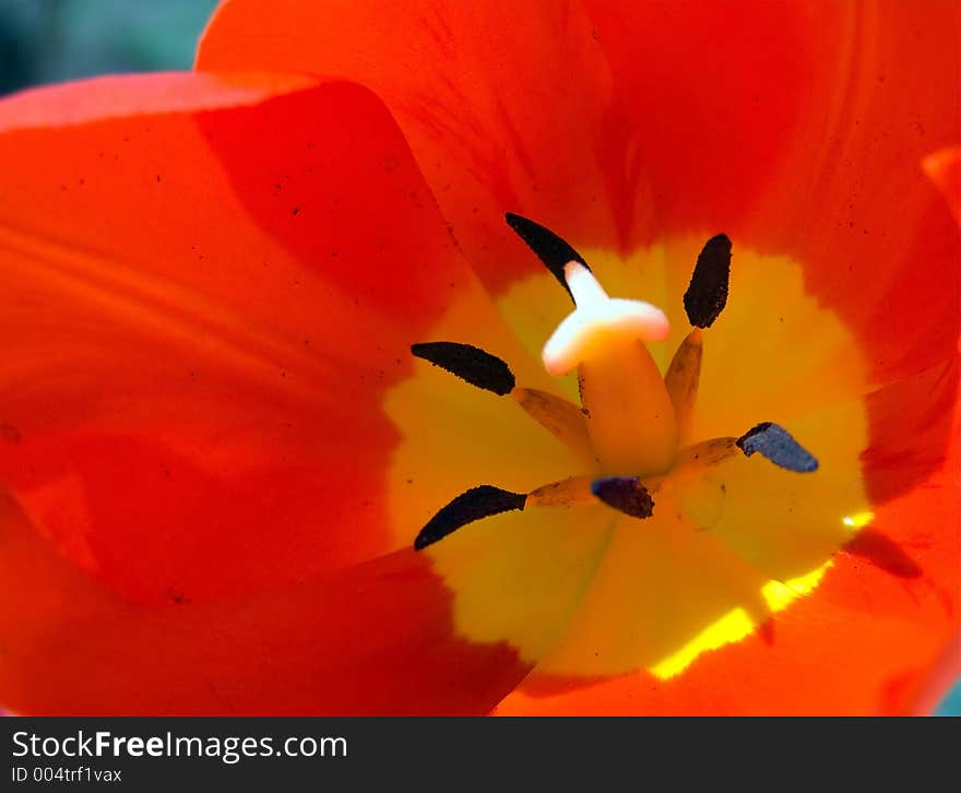 Tulip macro