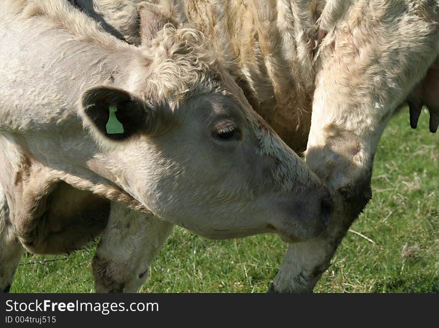 Cow Yoga